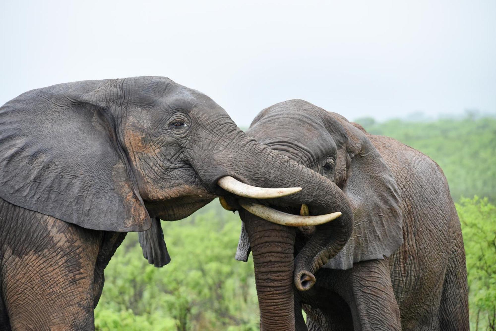 Mziki Safari * Vaaldam