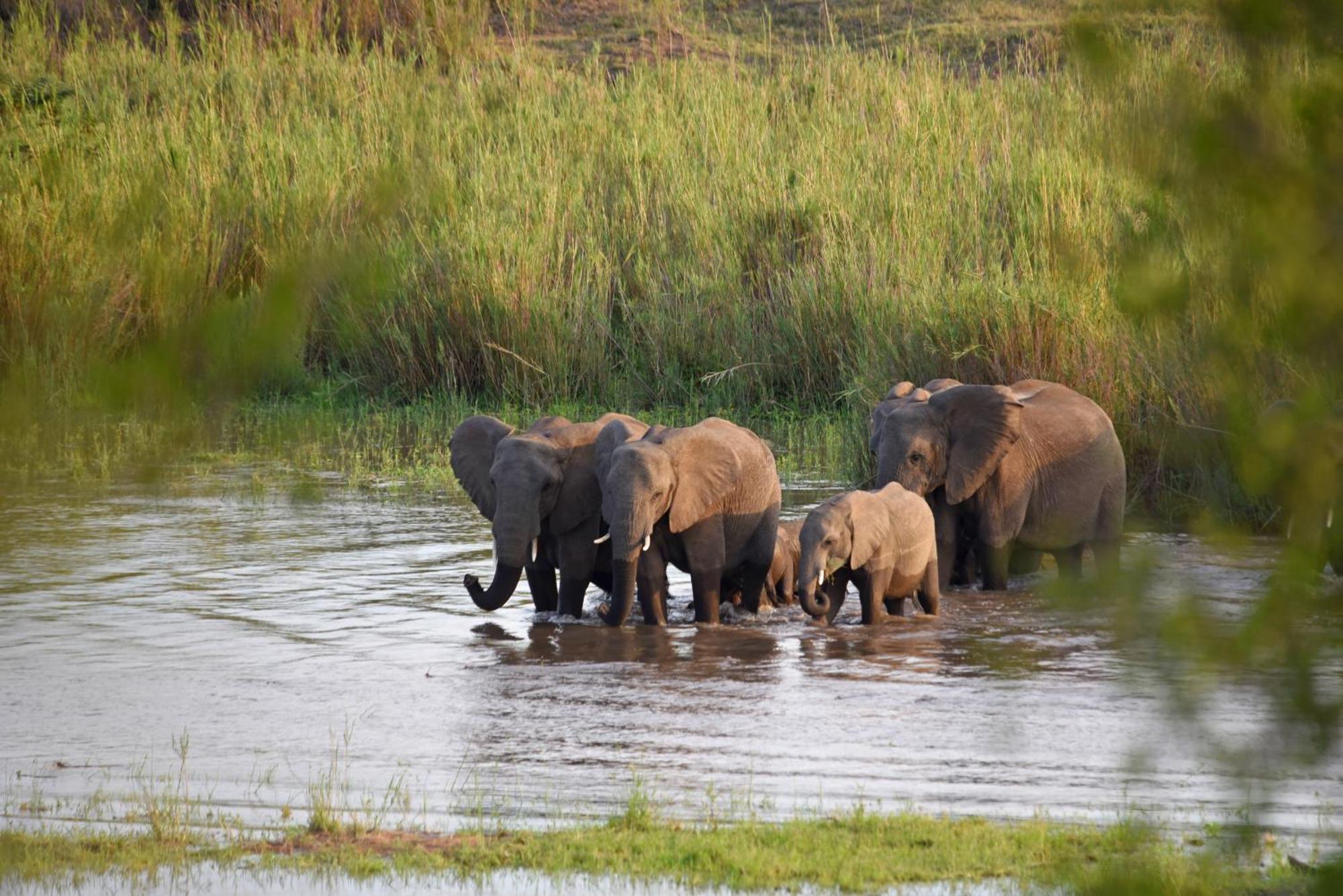 Mziki Safari