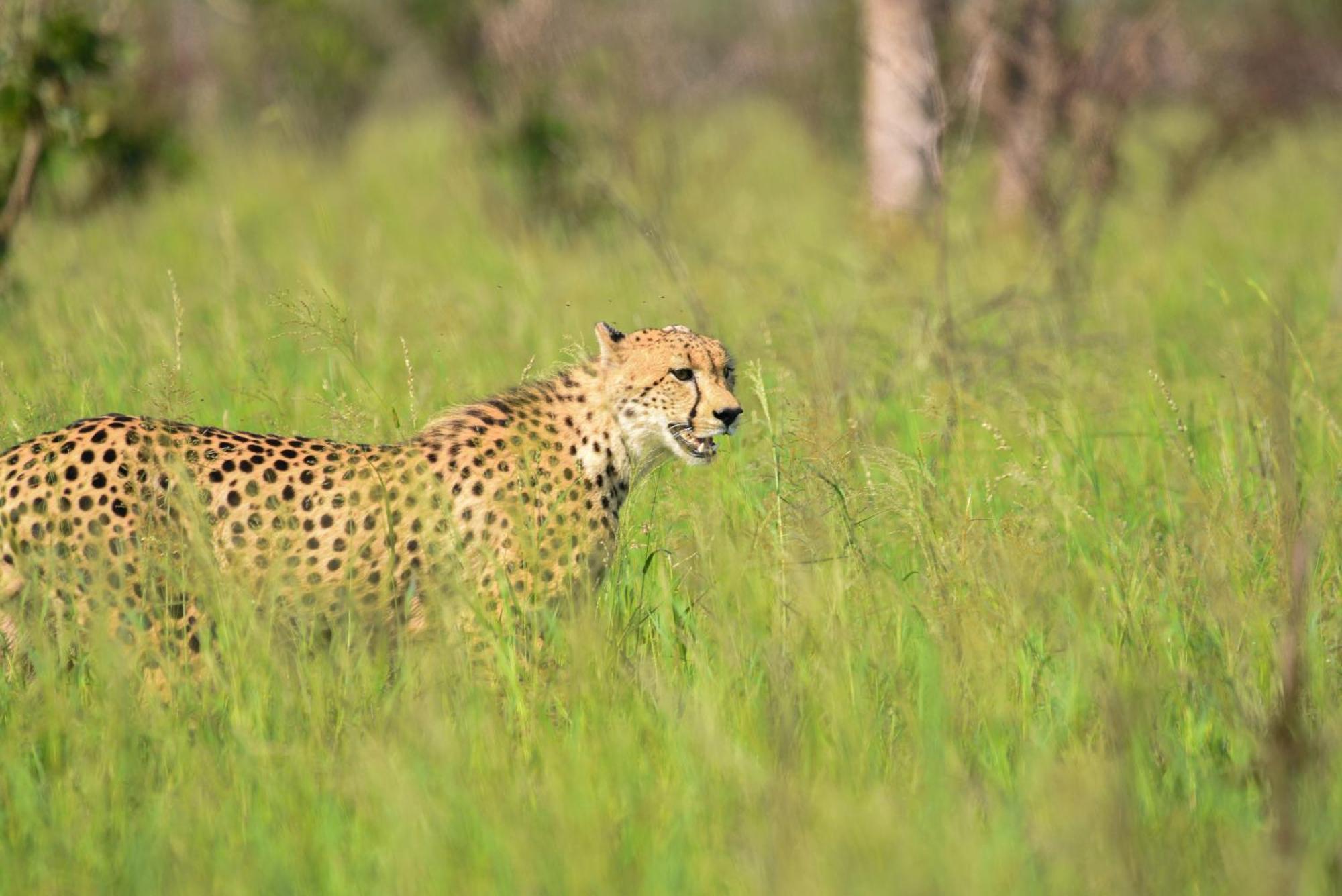 Mziki Safari Lodge Vaaldam